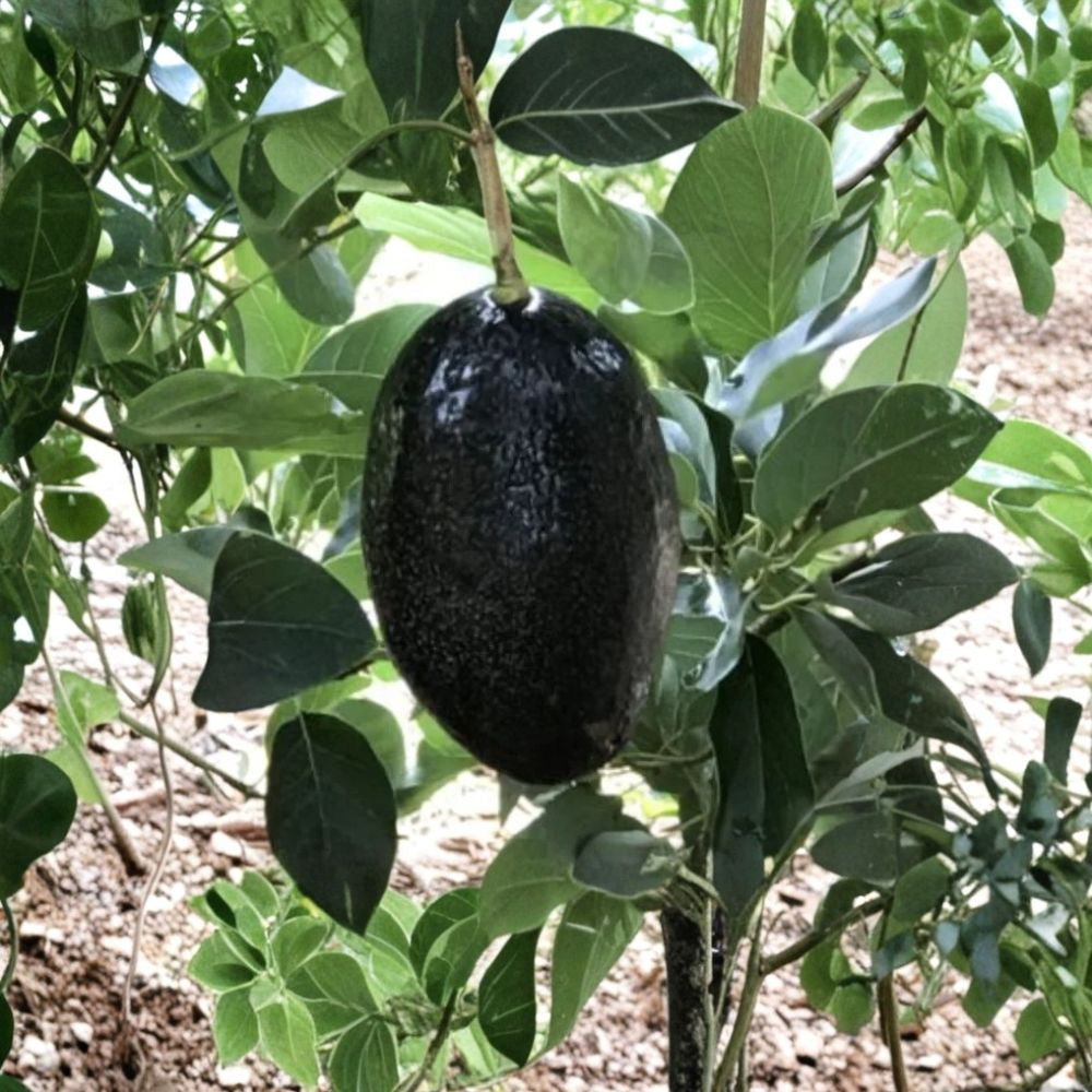 Grafted Oro Negro Avocado Tree – Persea americana Live Fruit Tree | 1 Gallon Nursery Pot  Cold-Tolerant B-Type | Late Season Harvest | Rich Buttery Flavor