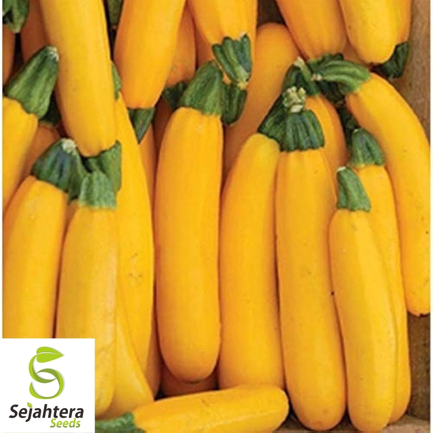 Squash Seeds Golden Zucchini 25 Ct | Summer Vegetable NON-GMO USA