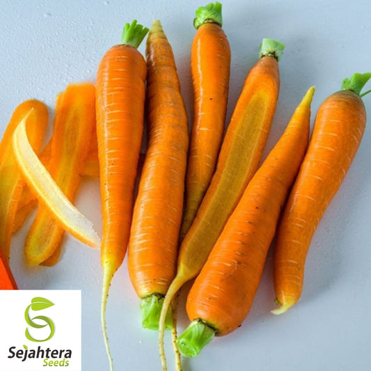300 Little Fingers Carrot Seeds - Non-GMO, Sweet & Compact Variety
