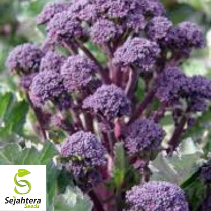 Purple Broccoli Seeds 600+ | Early Sprouting Heirloom Vegetable NON-GMO USA