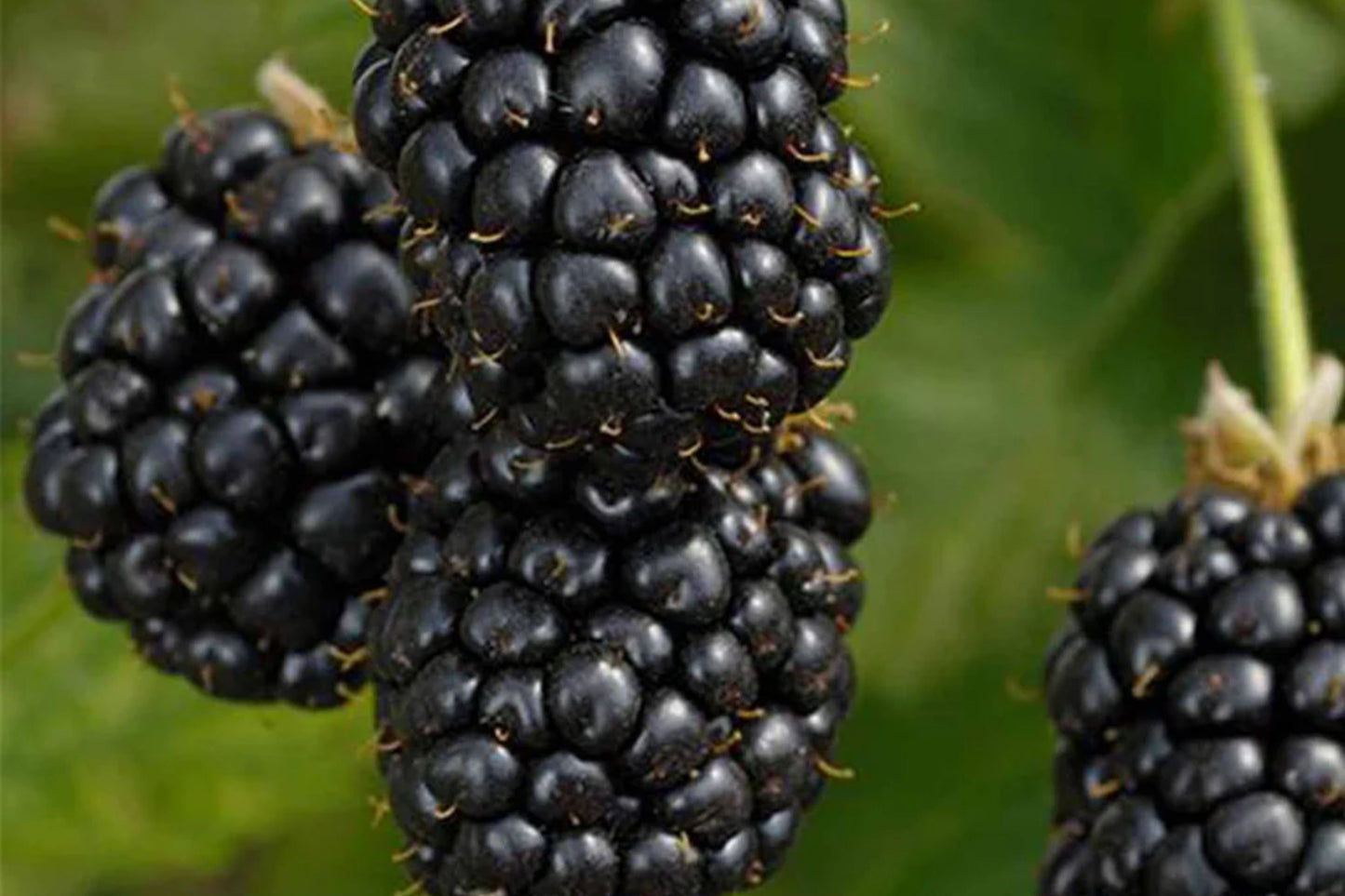 Prime-Ark Freedom Blackberry Plants – High-Yield Floricane Blackberries