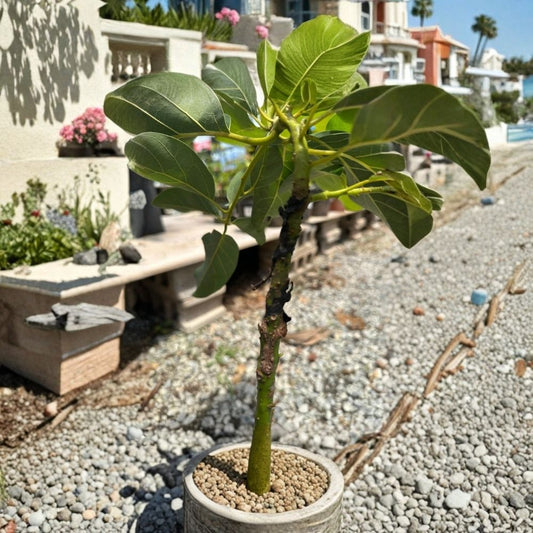 Grafted Pinkerton Avocado Tree – Persea americana Live Fruit Tree | 10 Inches – 2 Feet Tall  Heavy Producer | Small Seed Variety | Grafted for Early Fruiting