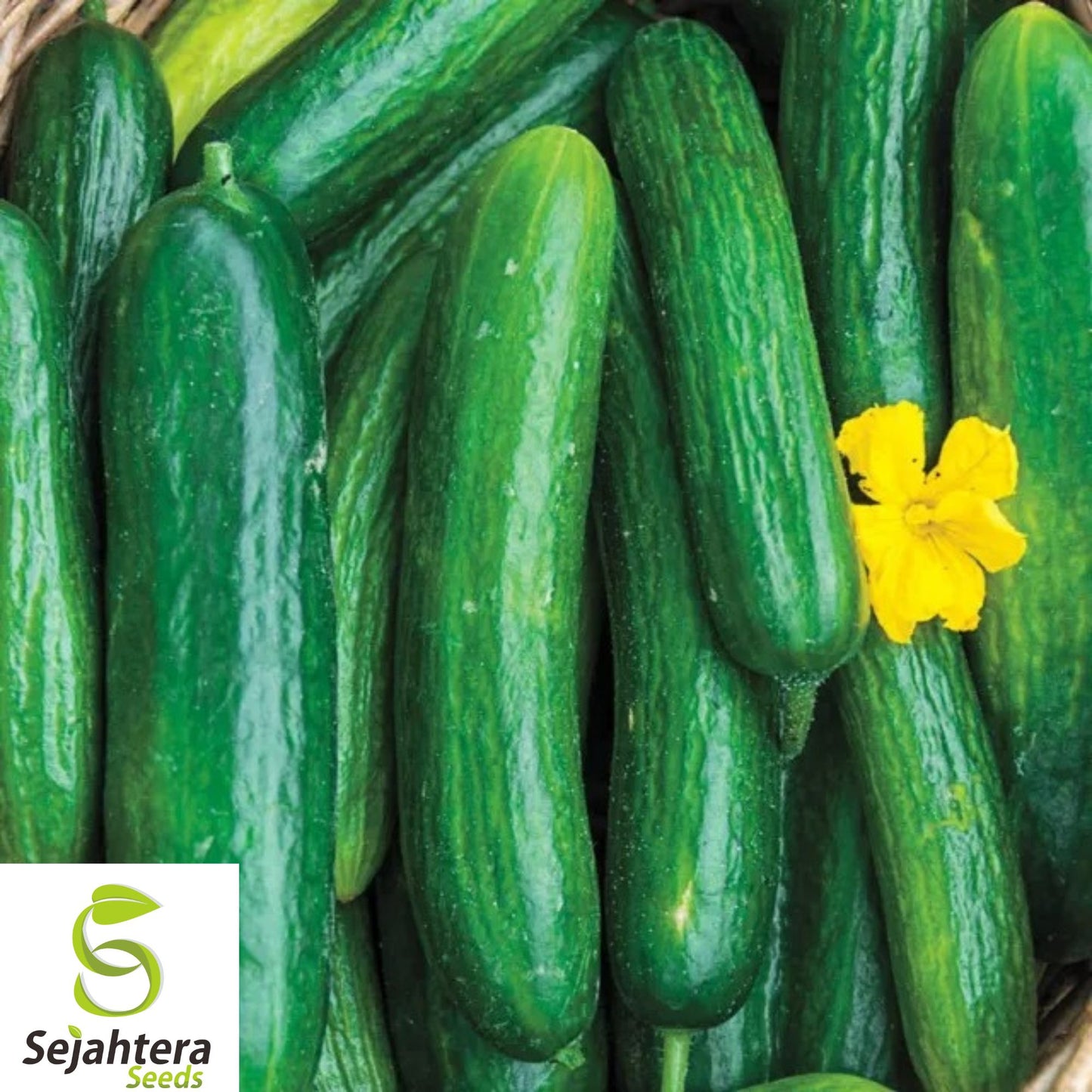 25+ Beit Alpha Cucumber Seeds - Heirloom, Organic, Non-GMO, Sweet & Crisp Variety