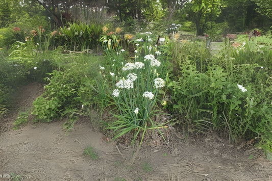 Chinese Chives Leeks Flat Garlic Chives (Allium tuberosum)