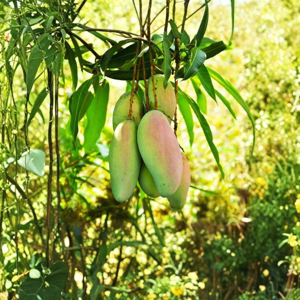 Glenn Mango Tree – Mangifera indica Live Seedling | 1–3 Feet Tall | Tropical Fruit Starter  Early Season Variety | Sweet & Mild Flavor | Florida Favorite