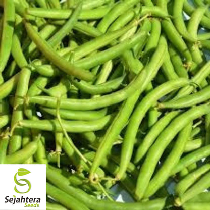 Provider Bean Seeds 50 Ct | Bush Green Heirloom Vegetable Garden USA