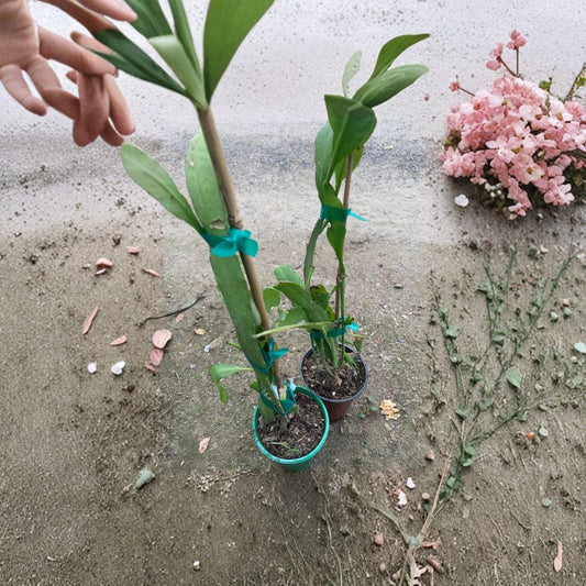 Queen of the Night – Epiphyllum oxypetalum Live Plant | 6 Inch Pot | Night Blooming Cactus  Fragrant Night Blooms | Tropical Epiphyllum | Exotic Indoor Favorite