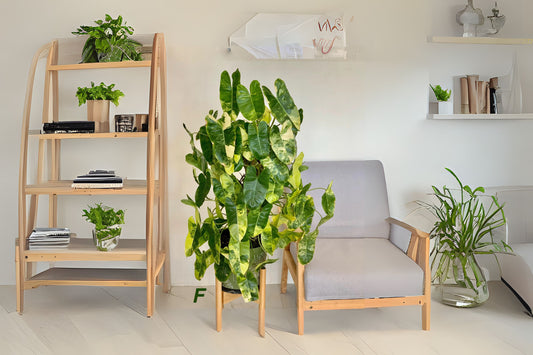 Philodendron Burle Marx Plant 6 in Pot, Heart-Shaped Leaves, Full Rooted, Philodendron spp., Low Maintenance Houseplant