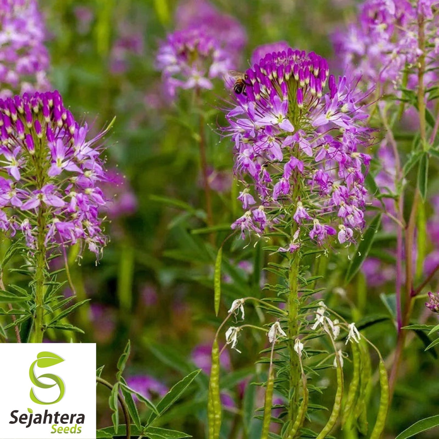 50 Rocky Mountain Bee Plant Seeds - Cleome Serrulata, Pollinator Annual Flower