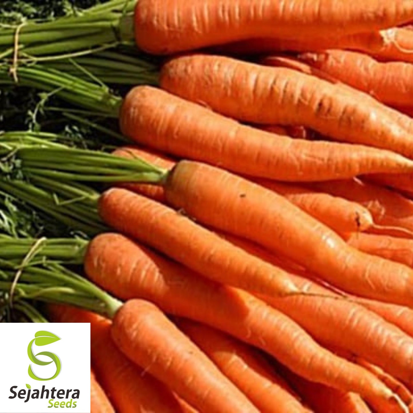 300 Little Fingers Carrot Seeds - Non-GMO, Sweet & Compact Variety