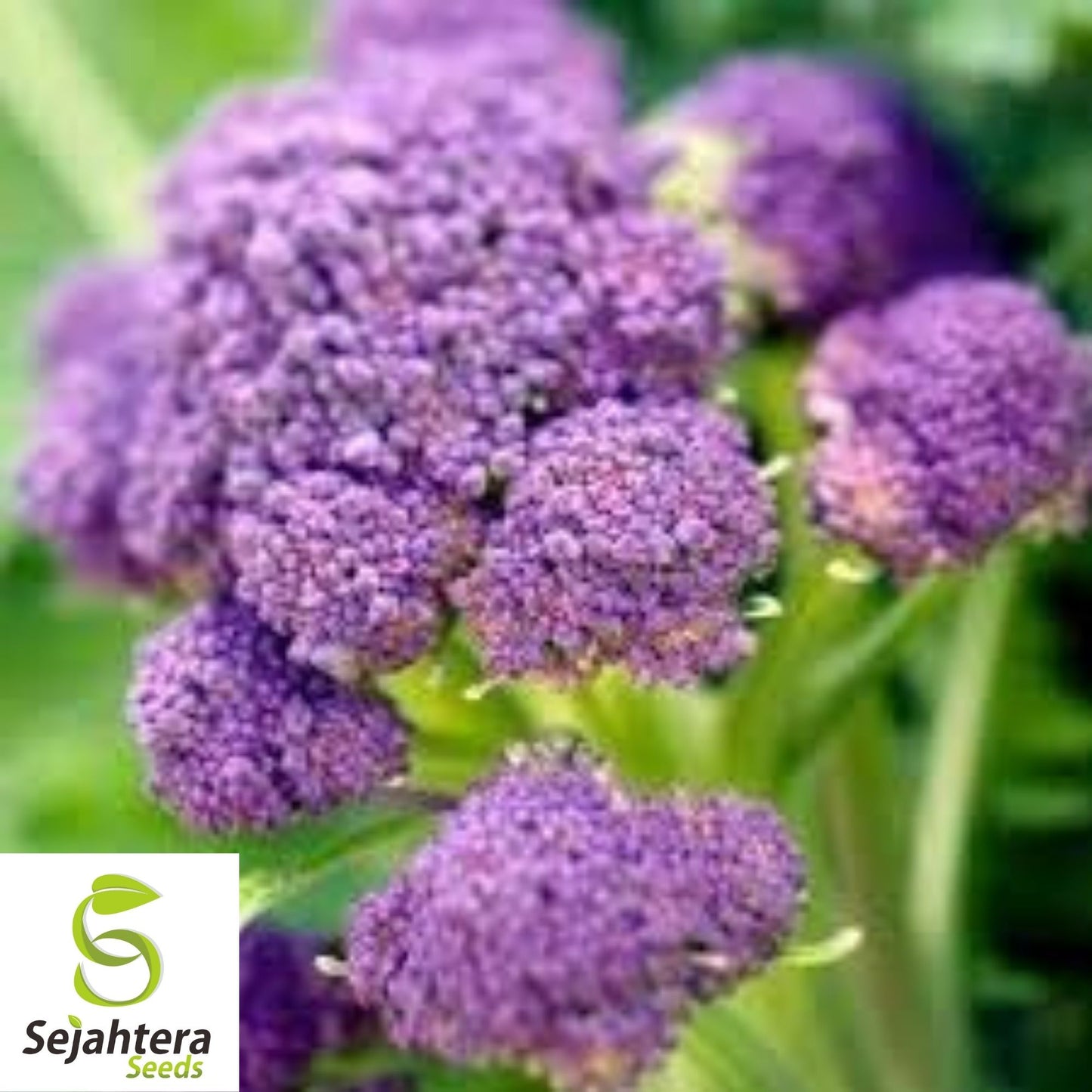 Purple Broccoli Seeds 600+ | Early Sprouting Heirloom Vegetable NON-GMO USA