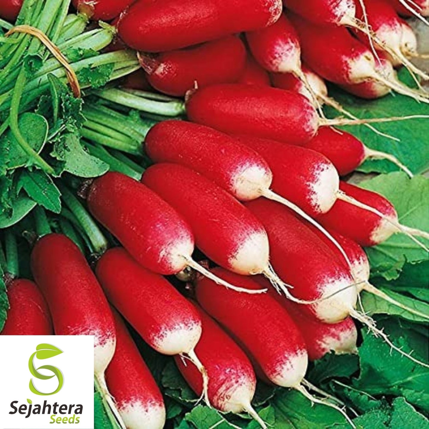 French Breakfast Radish Seeds 200 Ct | Vegetable Garden NON-GMO USA