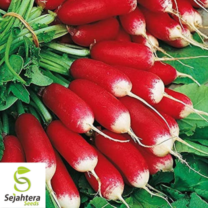 French Breakfast Radish Seeds 200 Ct | Vegetable Garden NON-GMO USA