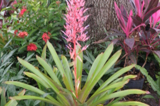 Bromeliad Plant 9" Pot Rose Coral Bloom Portea Jungles - Unique Copper Burgundy Foliage - Indoor/Outdoor Growing