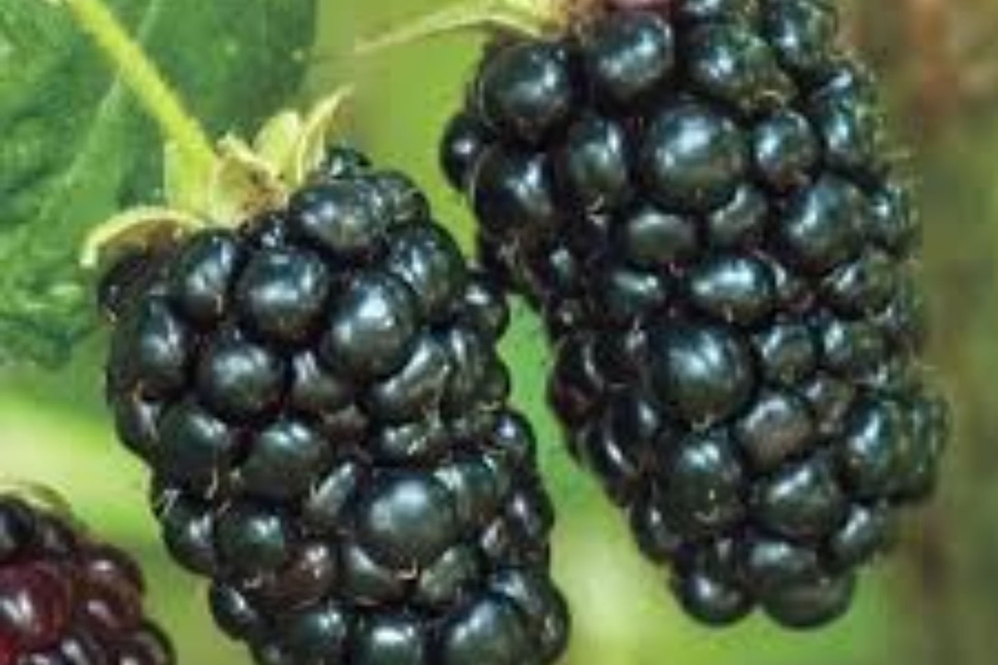 Prime-Ark Freedom Blackberry Plants – High-Yield Floricane Blackberries