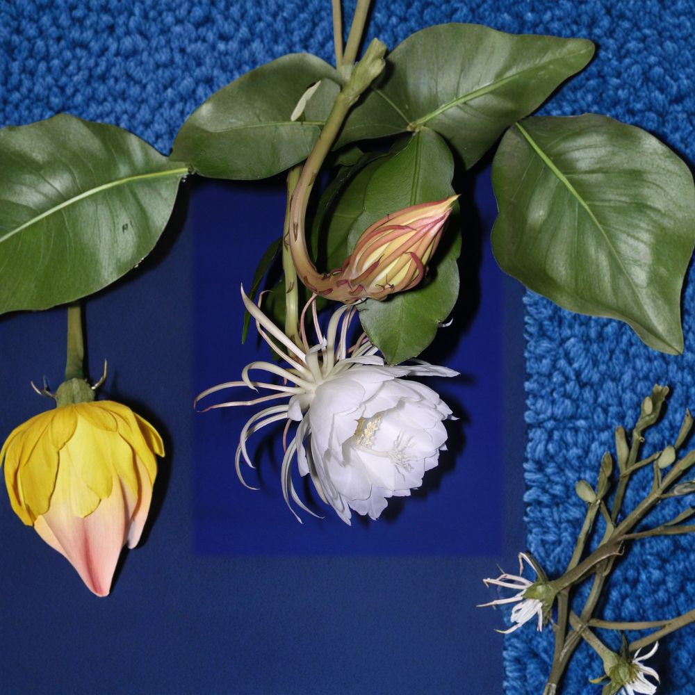 Queen of the Night – Epiphyllum oxypetalum Live Plant | 6 Inch Pot | Night Blooming Cactus  Fragrant Night Blooms | Tropical Epiphyllum | Exotic Indoor Favorite