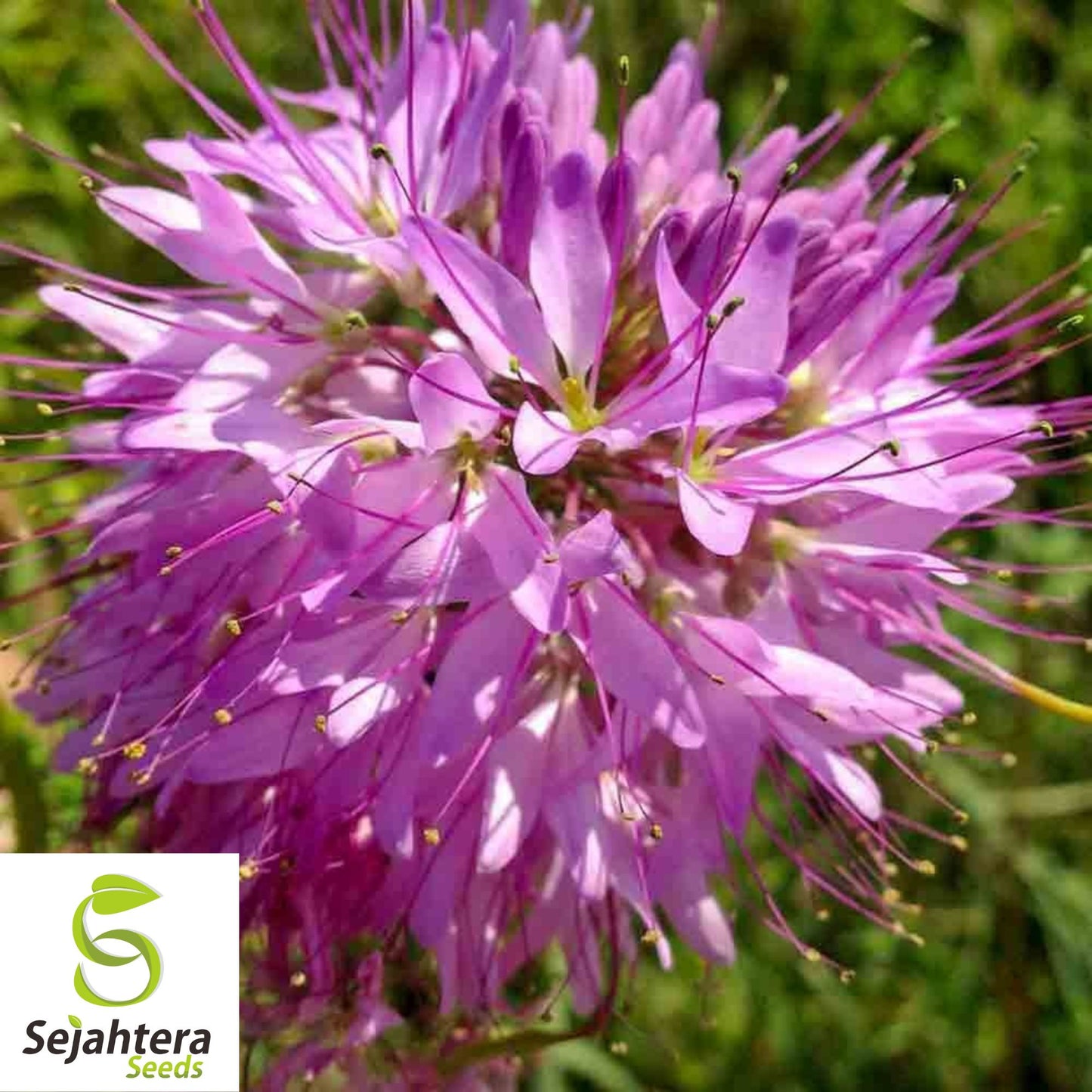 50 Rocky Mountain Bee Plant Seeds - Cleome Serrulata, Pollinator Annual Flower