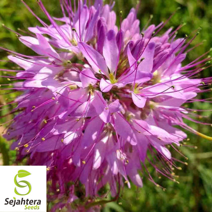 50 Rocky Mountain Bee Plant Seeds - Cleome Serrulata, Pollinator Annual Flower