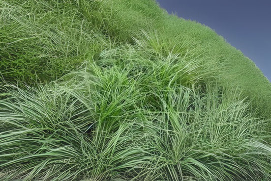Hard Fescue Sheep Fescue (Festuca ovina var. duriuscula)