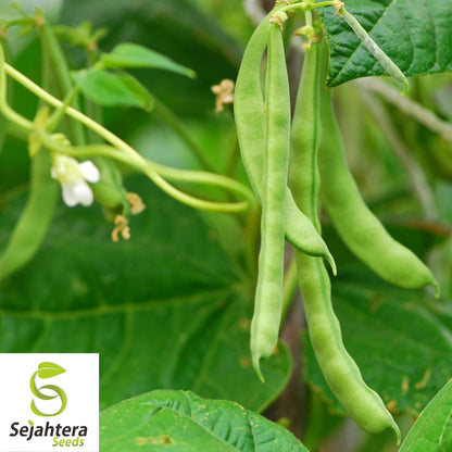 Provider Bean Seeds 50 Ct | Bush Green Heirloom Vegetable Garden USA