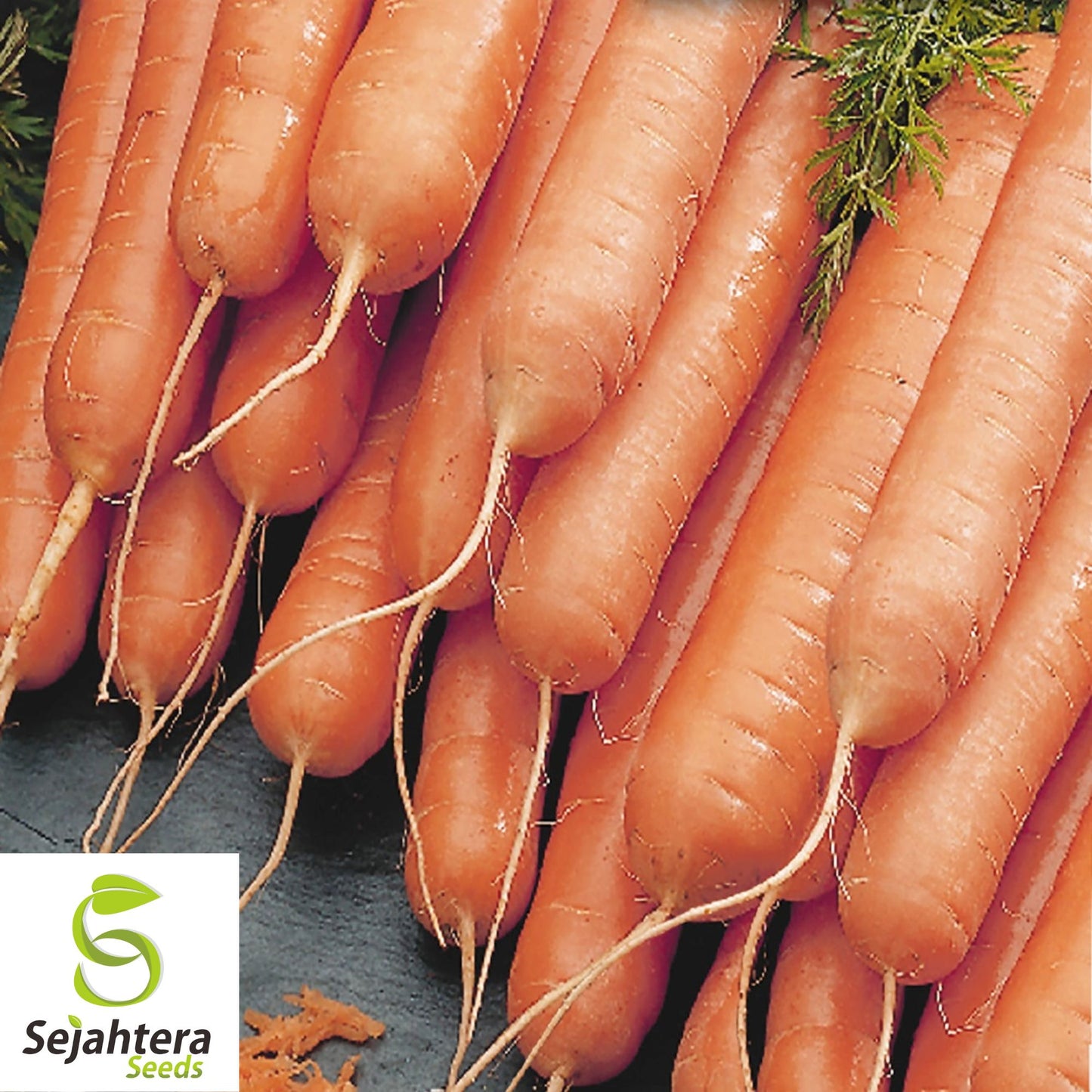 300 Little Fingers Carrot Seeds - Non-GMO, Sweet & Compact Variety