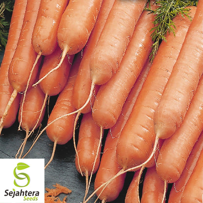 300 Little Fingers Carrot Seeds - Non-GMO, Sweet & Compact Variety
