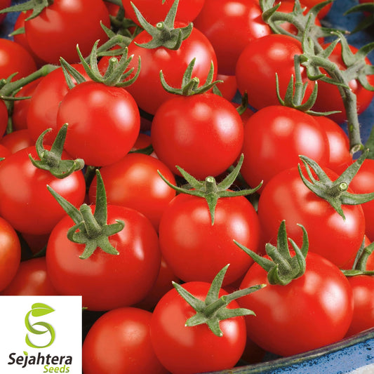 50+ Small Cherry Tomato Seeds – Heirloom, Organic, Non-GMO, Super Sweet & Juicy