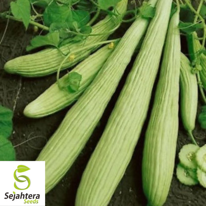 Armenian Yard Long Cucumber Seeds - 100+ Organic Heirloom - Non-GMO & Fresh