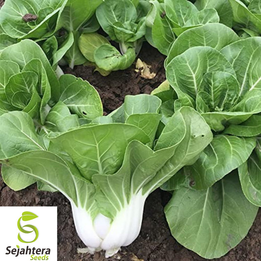 500+ Pak Choi Dwarf White Stem Cabbage Seeds - Heirloom, Organic, Non-GMO
