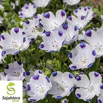 Five Spot Nemophila Seeds 100 Ct | Annual Wildflower Garden USA