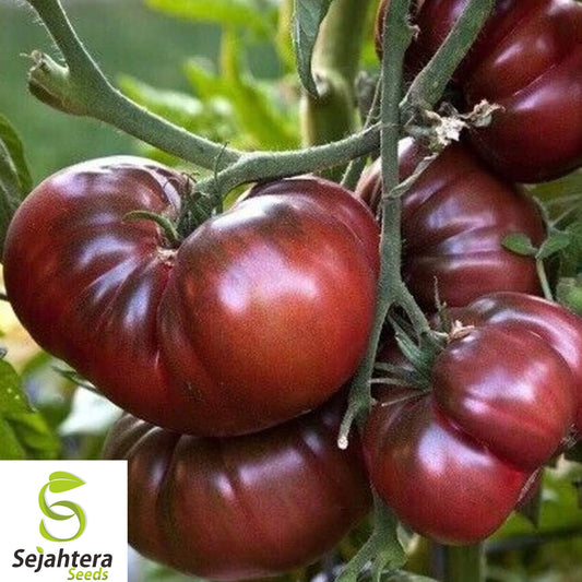 10+ Black Brandywine Tomato Seeds - Heirloom, Organic, Non-GMO, Rich & Juicy