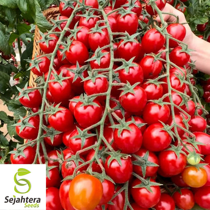 Waterfall Tomato Seeds - 30+ Heirloom, Organic, Non-GMO, Sweet & High-Yield