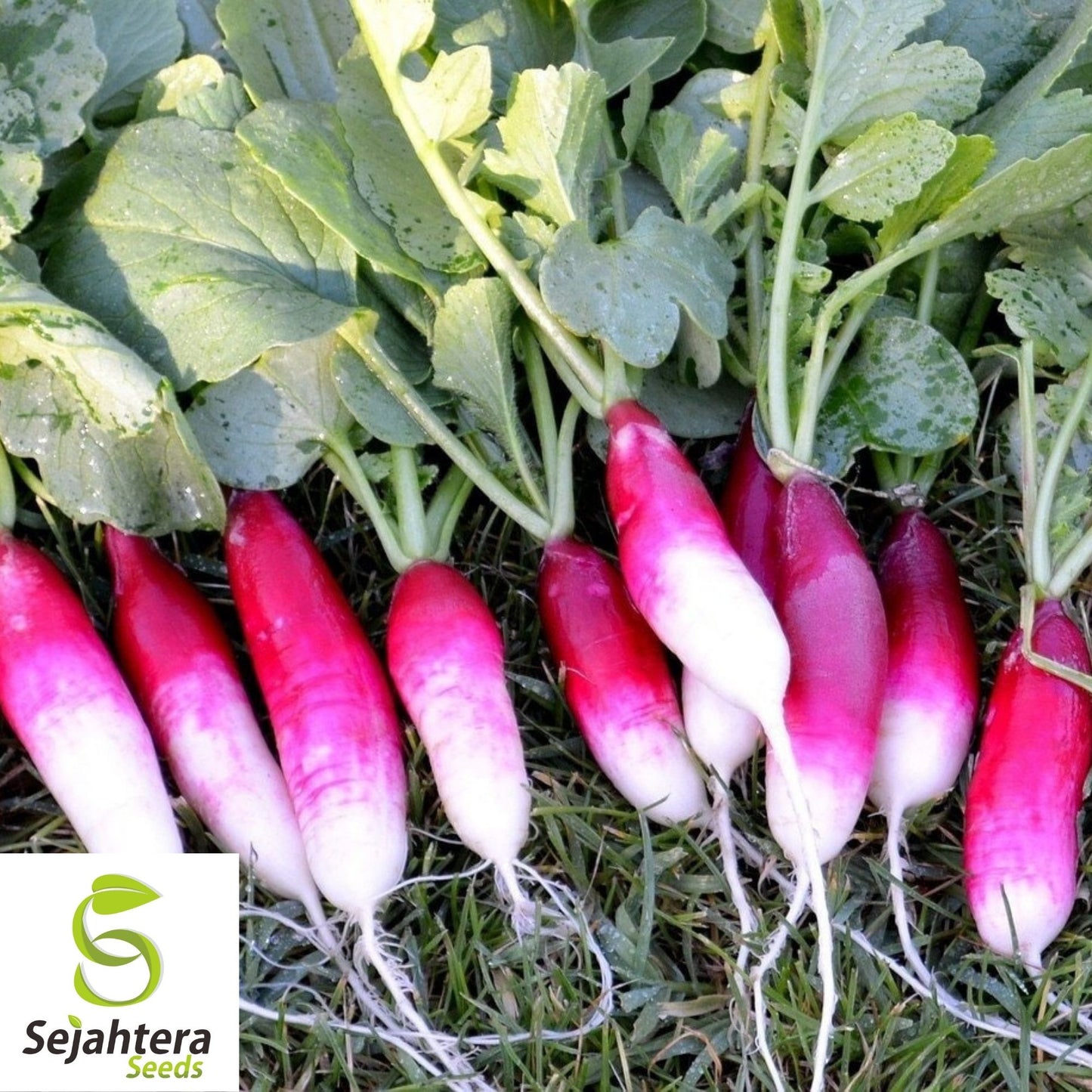 French Breakfast Radish Seeds 200 Ct | Vegetable Garden NON-GMO USA