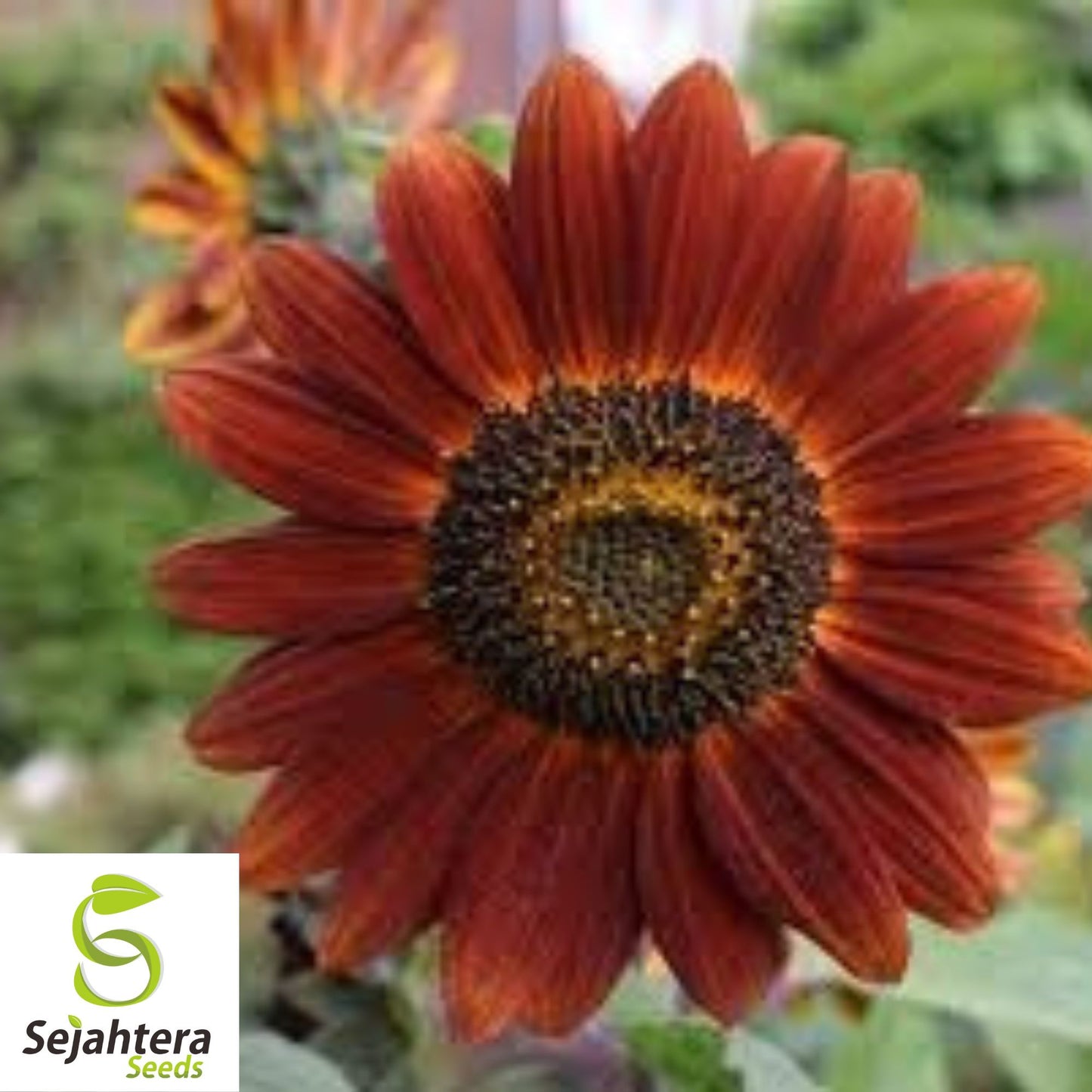 100+ Velvet Queen Sunflower Seeds - Red & Orange, Tall, Heirloom, Non-GMO