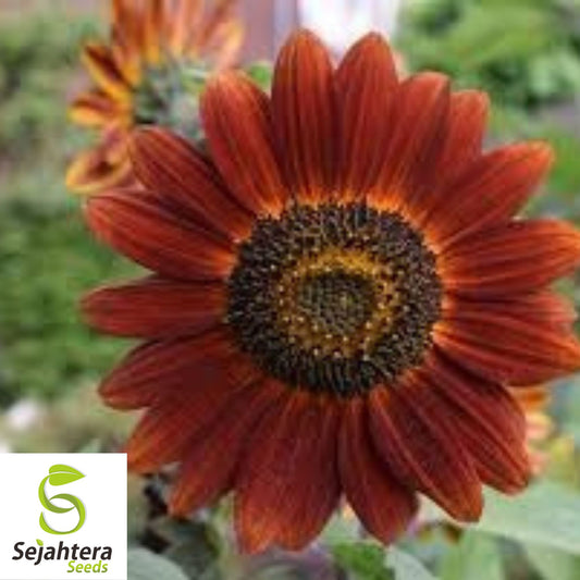 100+ Velvet Queen Sunflower Seeds - Red & Orange, Tall, Heirloom, Non-GMO