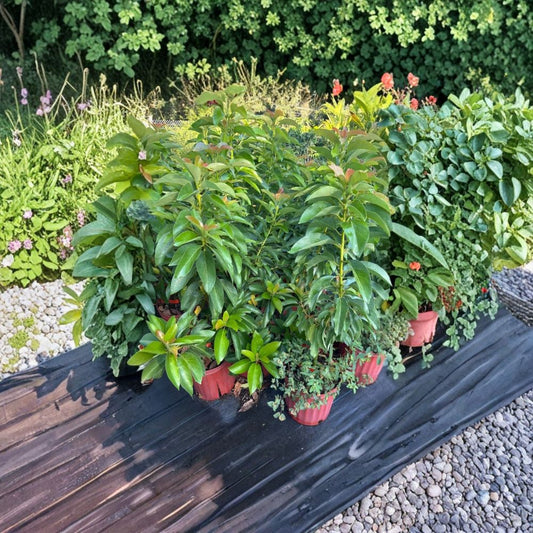 Russell Avocado Tree – Persea americana Live Fruit Tree | 3 Gallon Pot | Approximately 3 Feet Tall  Florida Variety | Long Smooth Fruit | Backyard Orchard Favorite