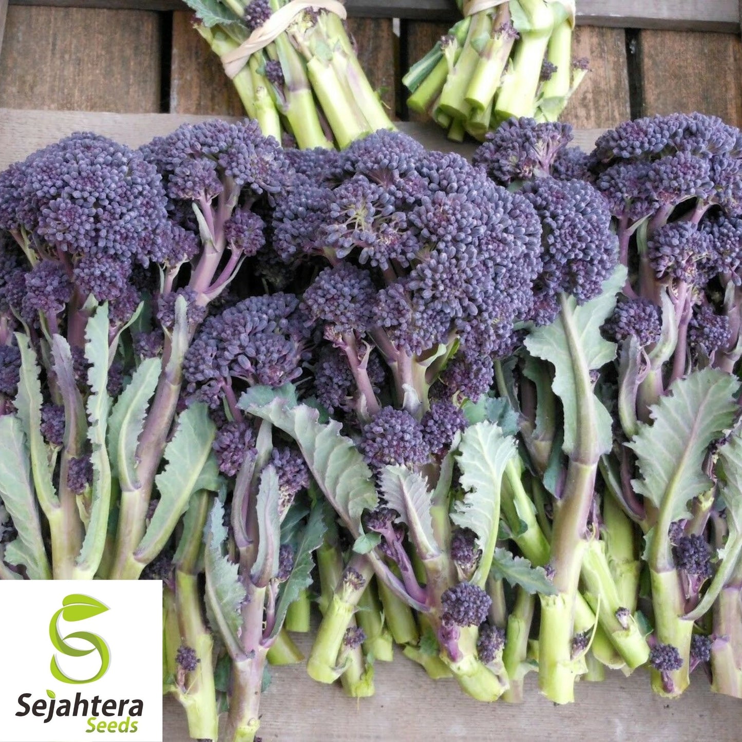 Purple Broccoli Seeds 600+ | Early Sprouting Heirloom Vegetable NON-GMO USA
