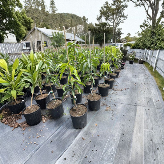 Mallika Mango Tree – Mangifera indica Grafted Live Tree | 2–3 Ft Tall | 3-Gallon Pot  Semi-Dwarf Indian Variety | Fiberless Fruit | Container Friendly
