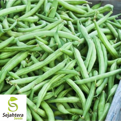 Provider Bean Seeds 50 Ct | Bush Green Heirloom Vegetable Garden USA