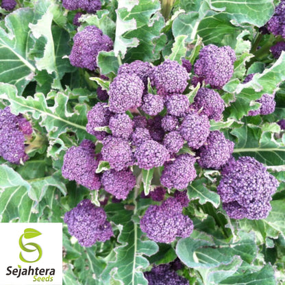 Purple Broccoli Seeds 600+ | Early Sprouting Heirloom Vegetable NON-GMO USA