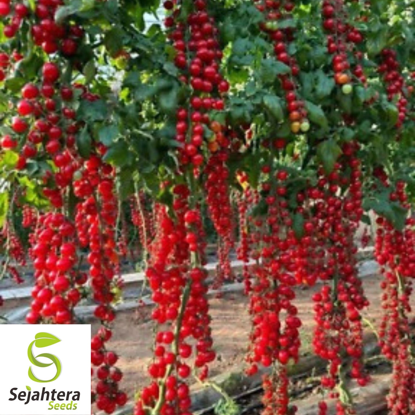 Waterfall Tomato Seeds - 30+ Heirloom, Organic, Non-GMO, Sweet & High-Yield