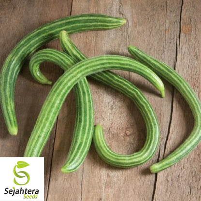 Armenian Yard Long Cucumber Seeds - 100+ Organic Heirloom - Non-GMO & Fresh