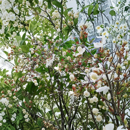 Clerodendrum schmidtii – Cây Dạ Ngọc Minh Châu – Clerodendrum smithianum Live Plant | 2–3 Feet Long | Includes 3 Gallon Nursery Pot  Chains of Glory | Winter Blooming | Cascading White Flowers