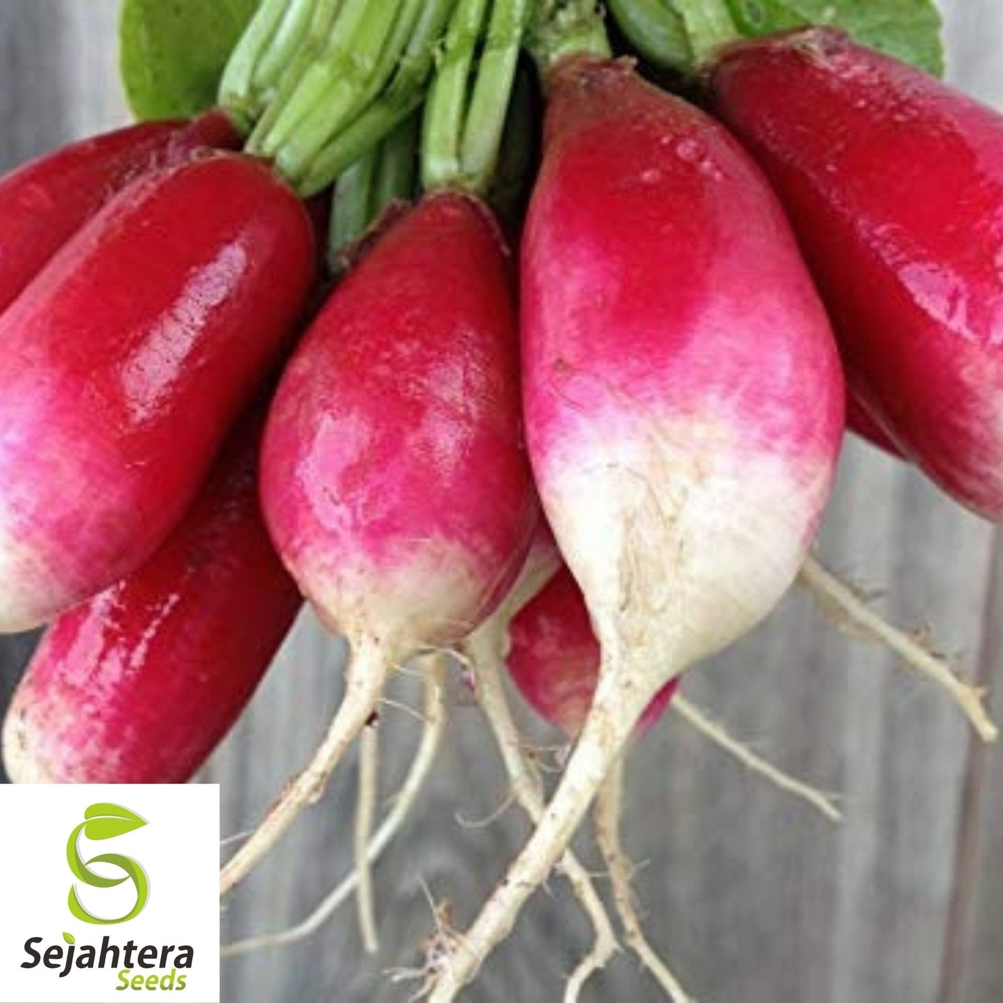 French Breakfast Radish Seeds 200 Ct | Vegetable Garden NON-GMO USA
