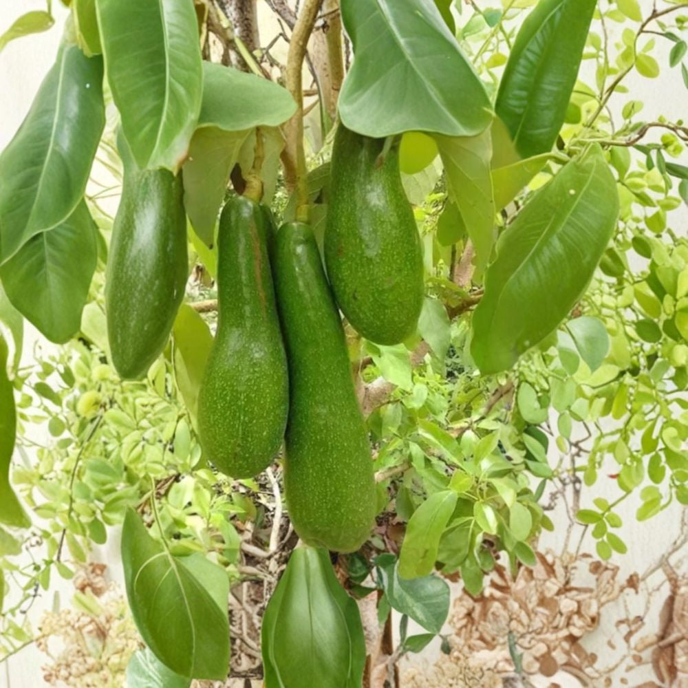 Russell Avocado Tree – Persea americana Live Fruit Tree | 3 Gallon Pot | Approximately 3 Feet Tall  Florida Variety | Long Smooth Fruit | Backyard Orchard Favorite