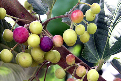 Sherbet Berry Plant (Grewia asiatica) – Starter Plants for Edible Fruits