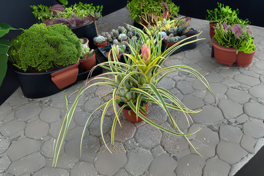 Variegated Bromeliad Plant - Pink White Lines - Billbergia Vriesea - Tropical Houseplant - Live Plant for Home Decor