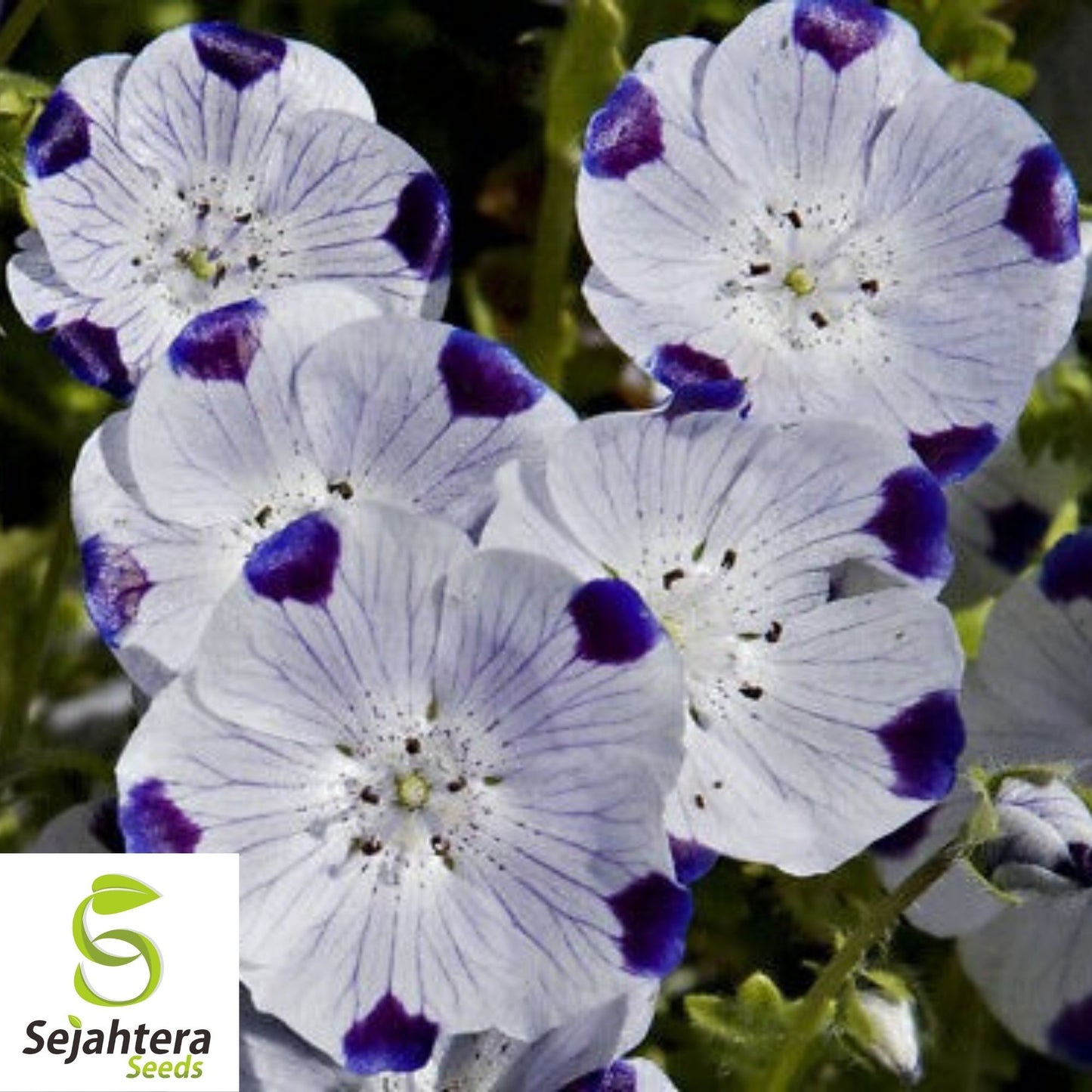 Five Spot Nemophila Seeds 100 Ct | Annual Wildflower Garden USA