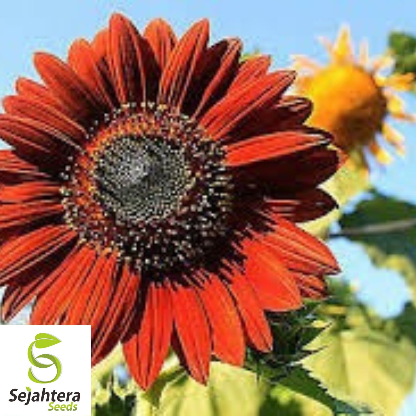100+ Velvet Queen Sunflower Seeds - Red & Orange, Tall, Heirloom, Non-GMO