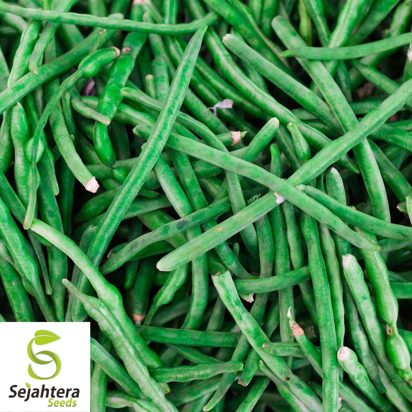 Provider Bean Seeds 50 Ct | Bush Green Heirloom Vegetable Garden USA